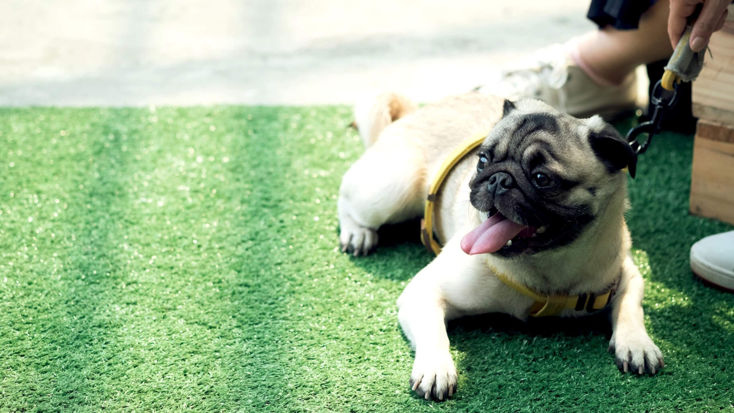 pug dog resting on artificial grass